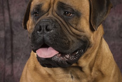 What Are the Differences Between Bullmastiffs & Boerboels?
