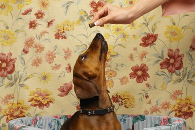 What to Expect in a Dachshund Pregnancy?