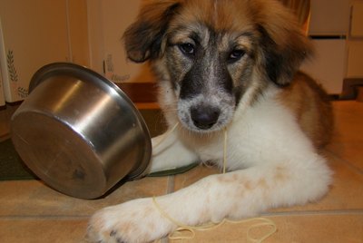 Is Tomato Sauce Harmful to Dogs?