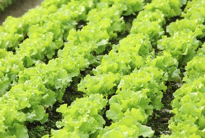 Can Dogs Eat Lettuce?