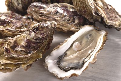 Can Cats Eat Oysters?