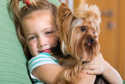 Types of Yorkie Breeds