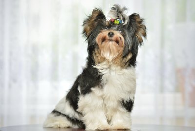 The Best Non-Shedding Miniature Breeds