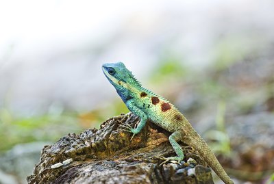 What Are Some Different Types of Iguanas?