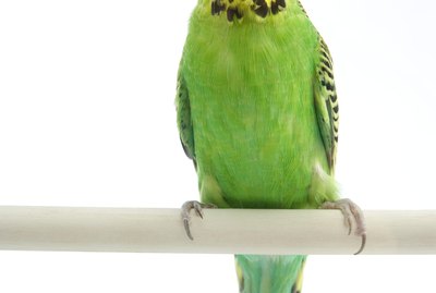 Parakeet Nesting Behavior