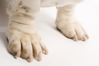 How to Get Nail Polish Off of My Dog