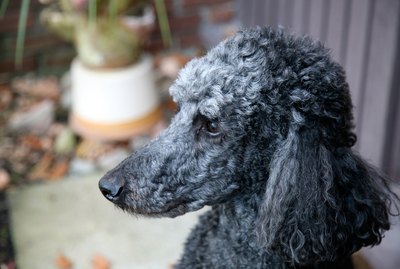 Different Haircuts for Toy Poodle Puppies