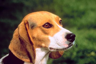 How to Minimize the Smell of Beagles