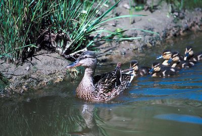 The Life Cycle of Baby Ducks