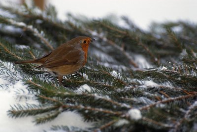 When Do Robins Leave to Migrate in Michigan?