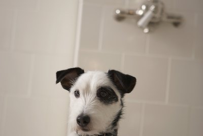 Will Flea & Tick Shampoo Kill Mites on Dogs?
