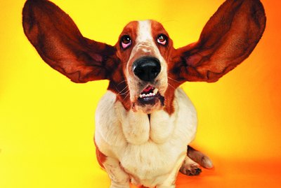How to Get Oily Ear Drops Off of a Dog's Fur