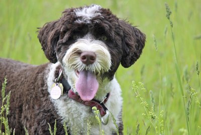 Large Dog Breeds That Don't Shed
