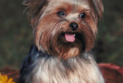 Recommended Feeding for Shorkie Puppies