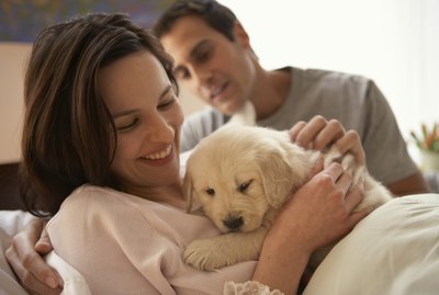 The Breeds Of Dogs That Like To Cuddle Most