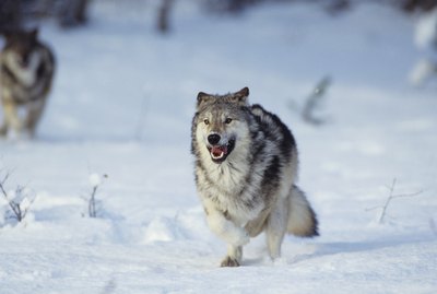 Which Breeds of Dogs Are Closest to the Wolf?
