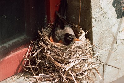 How to Keep Birds Off Window Ledges
