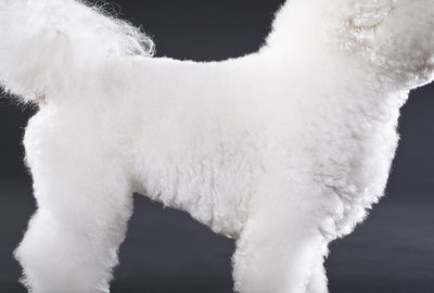 Grooming Haircuts for the Bichon Frise