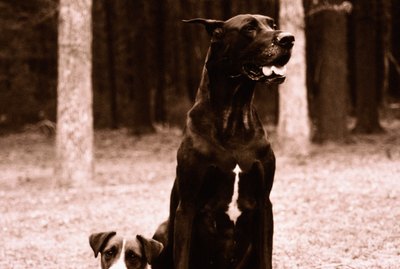 How to Stop the Female Dog Heat Cycle