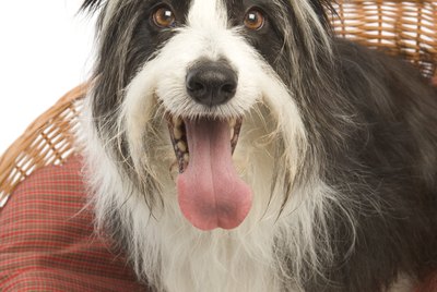 Should You Let Your Dog Sleep in Your Bed?