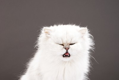 Can I Feed My Cat Boneless Chicken Breast?
