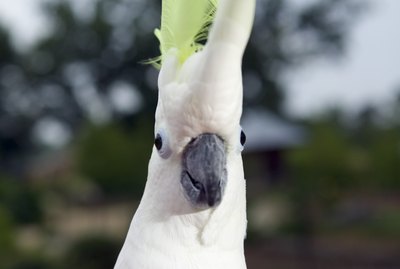 Why Does My Cockatoo Shake?