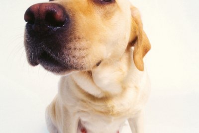 Week by Week Pregnancy Guide for Canines