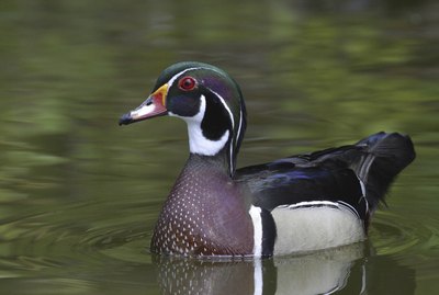 How to Make a Duck Harness
