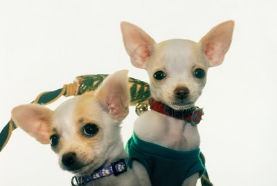 How Often Should Chihuahuas Eat?