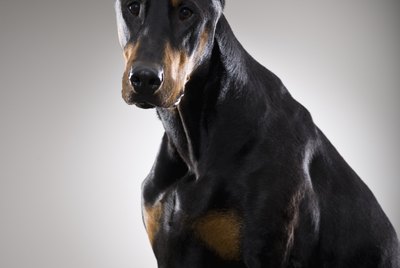 How to Live With a Doberman Pinscher