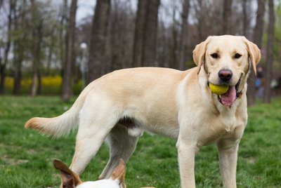 Common Mixed Pit Bull Breeds