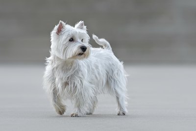 How to Keep Your Westie White