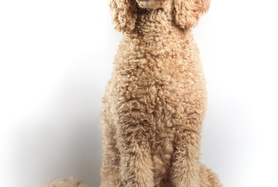 Types of Doodle Dogs