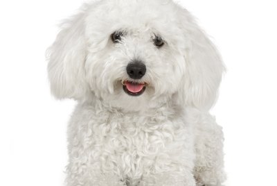 How to Groom a Bichon Frise's Face & Ears