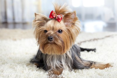 Which Dog Breeds Have Double Coats?