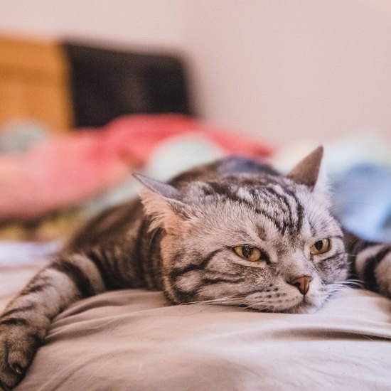 adorable shorthair cat lying on front in bed looking bored; image credit: Kilito Chan/Getty Images