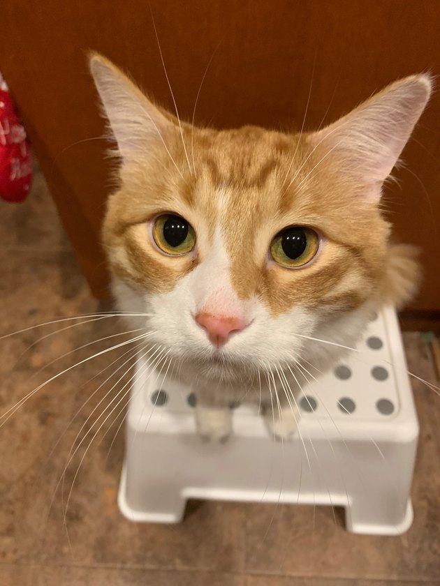 cat with HUGE head