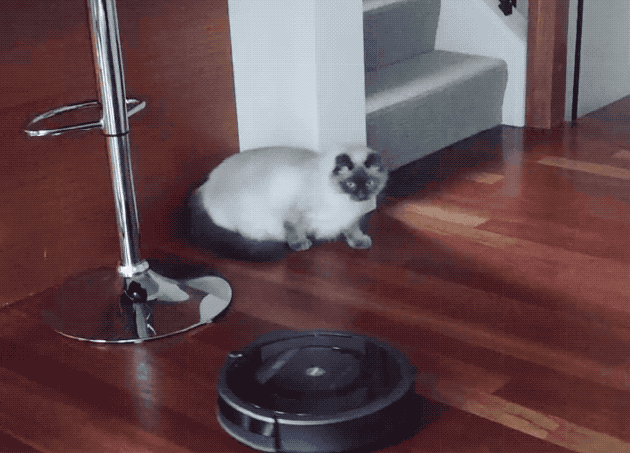 20 Cats Reacting Hilariously To Roombas & Robovacs Cuteness