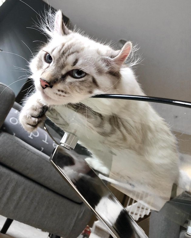 25 Cats Who Are Even Cuter When Theyre Smooshed Across Glass Tables Cuteness