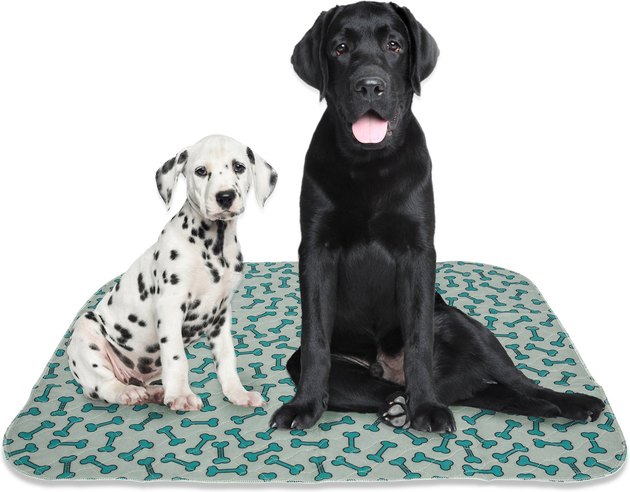 two dogs sitting on puppy pad