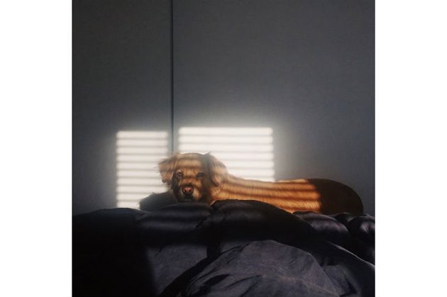 17 cute pets being totally pawesome