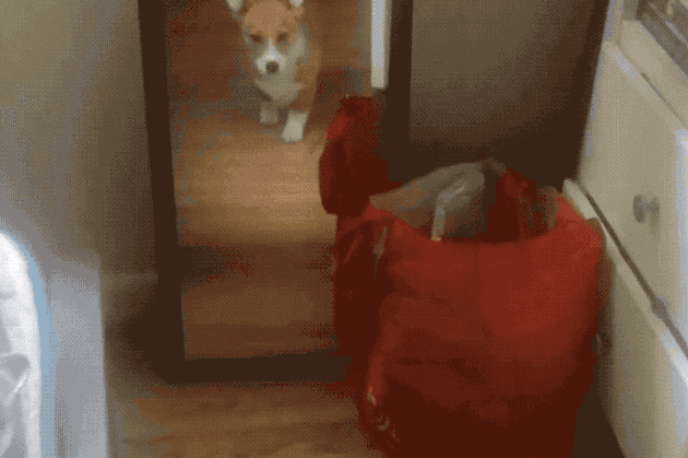 Dogs reacting to mirrors will make you LOL