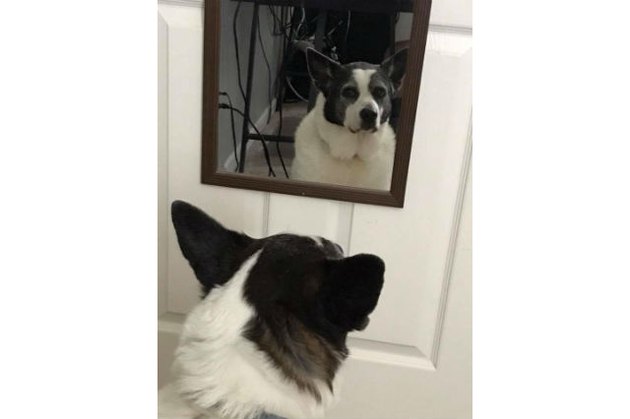 Dogs reacting to mirrors will make you LOL