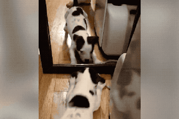 Dogs reacting to mirrors will make you LOL