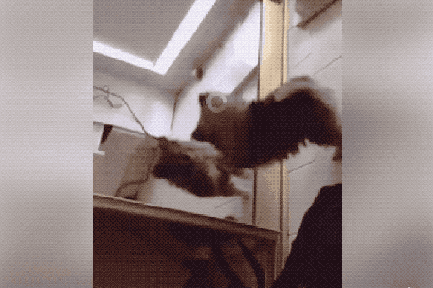 Dogs reacting to mirrors will make you LOL