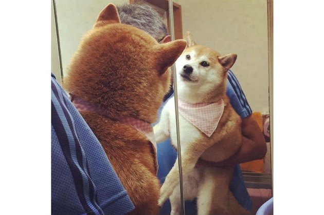 Dogs reacting to mirrors will make you LOL