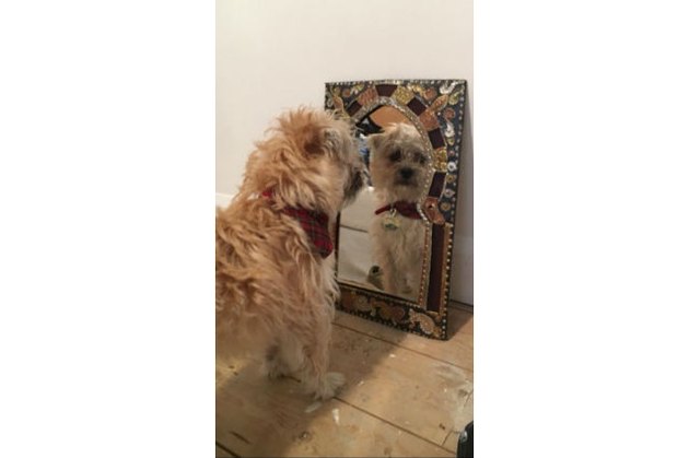 Dogs reacting to mirrors will make you LOL