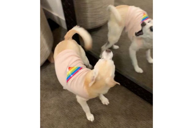 Dogs reacting to mirrors will make you LOL