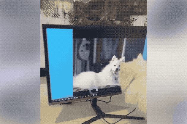 Dogs reacting to mirrors will make you LOL