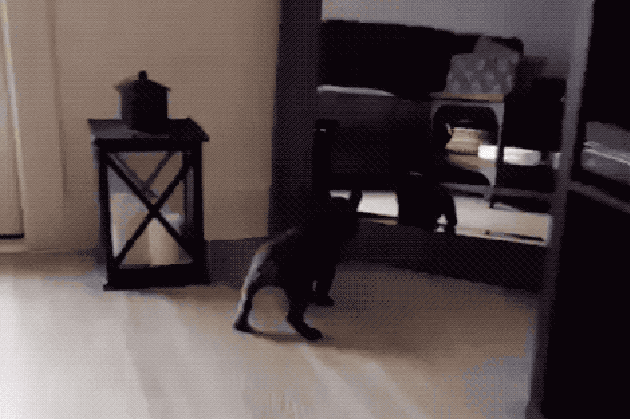 Dogs reacting to mirrors will make you LOL